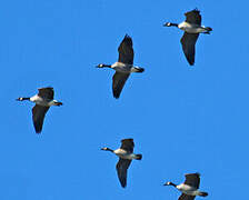 Canada Goose