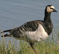 Barnacle Goose