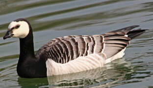 Barnacle Goose