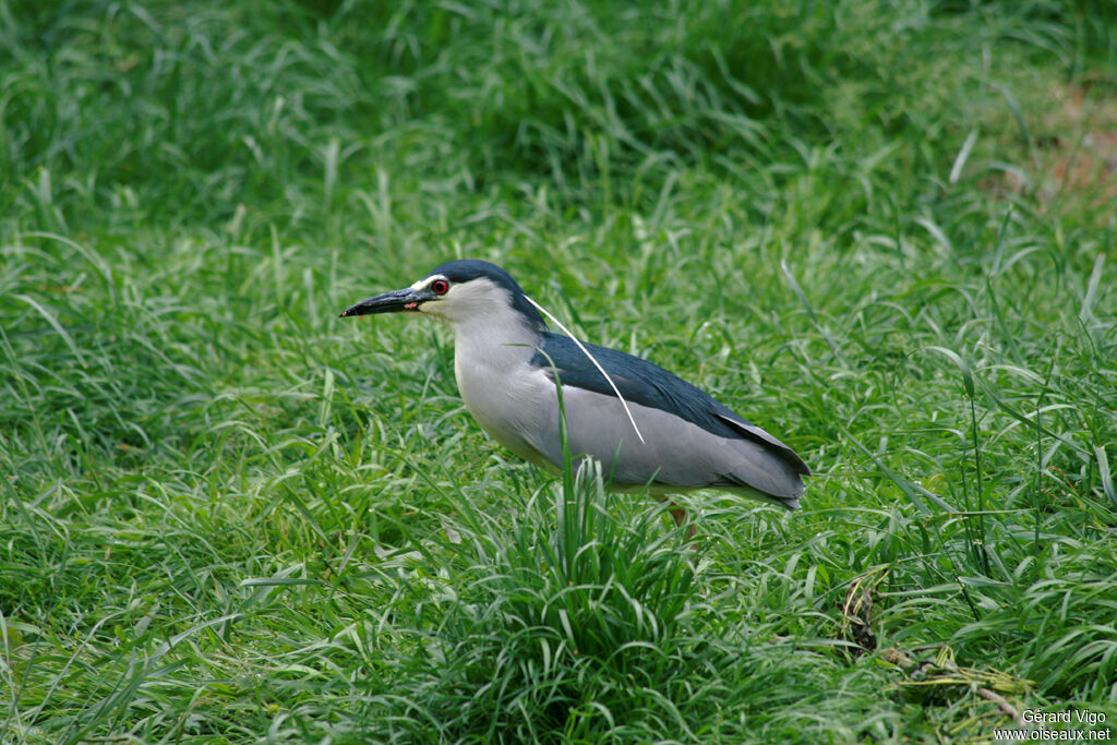 Black-crowned Night Heronadult