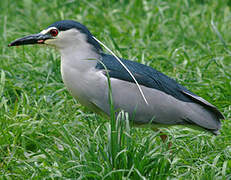 Black-crowned Night Heron