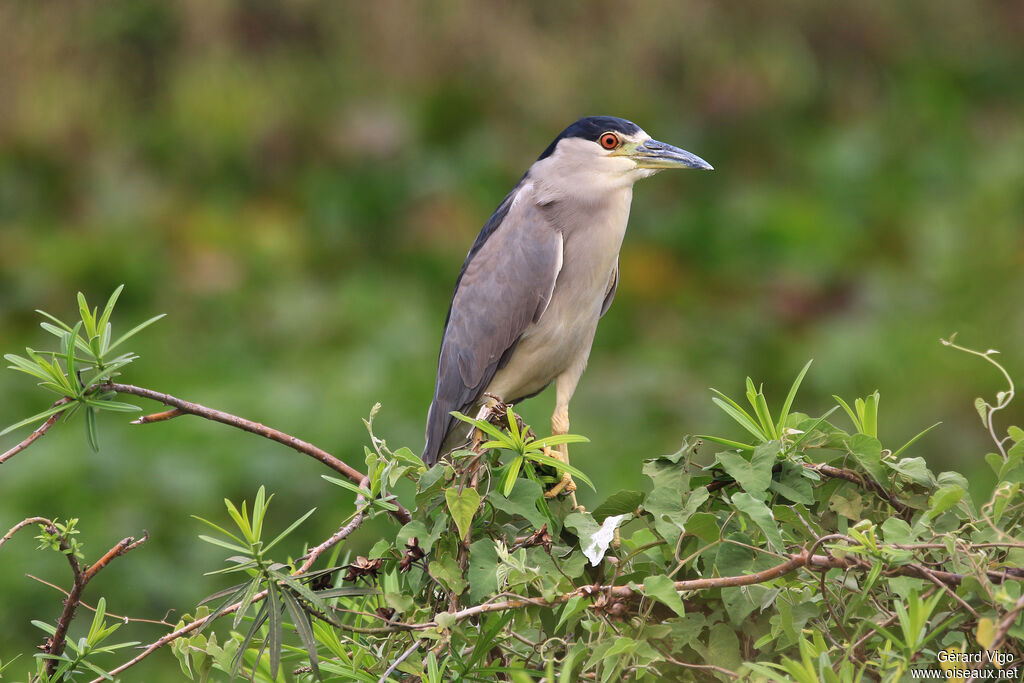 Black-crowned Night Heronadult