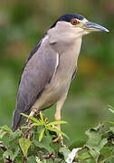 Black-crowned Night Heron