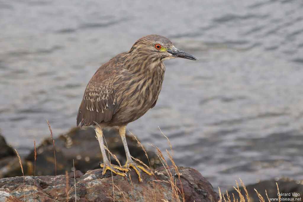 Black-crowned Night Heronjuvenile