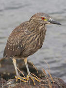 Black-crowned Night Heron