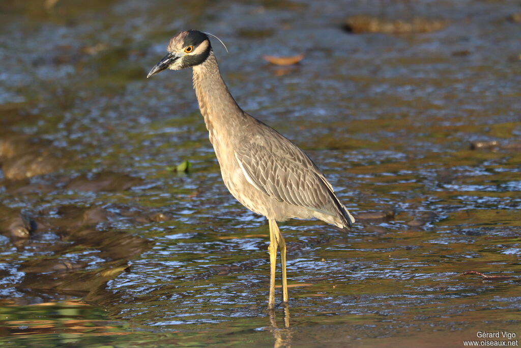 Yellow-crowned Night Heron