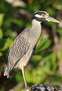 Yellow-crowned Night Heron