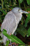 Yellow-crowned Night Heron