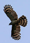 Long-tailed Honey Buzzard