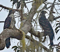 Long-tailed Honey Buzzard