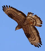 European Honey Buzzard