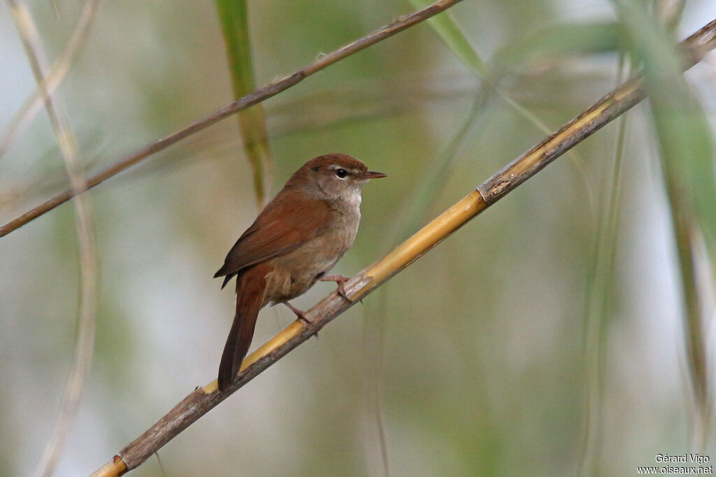 Cetti's Warbleradult