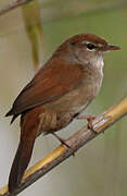 Cetti's Warbler