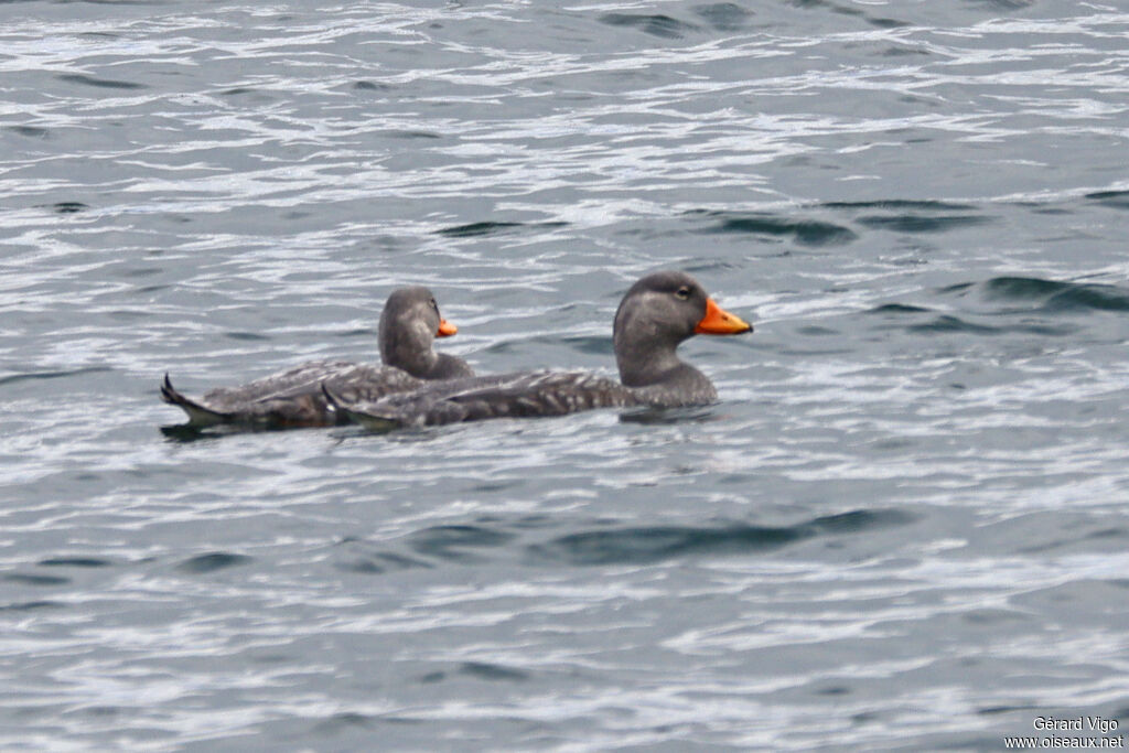 Brassemer de Patagonieadulte, nage