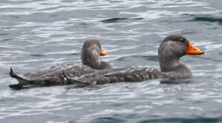 Flying Steamer Duck