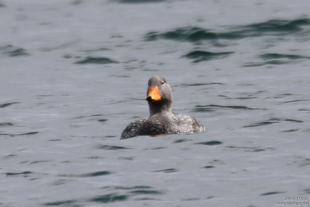 Flying Steamer Duckadult, swimming