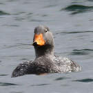 Brassemer de Patagonie