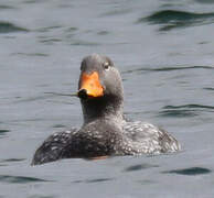 Flying Steamer Duck