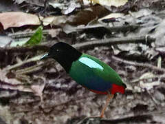 Biak Hooded Pitta