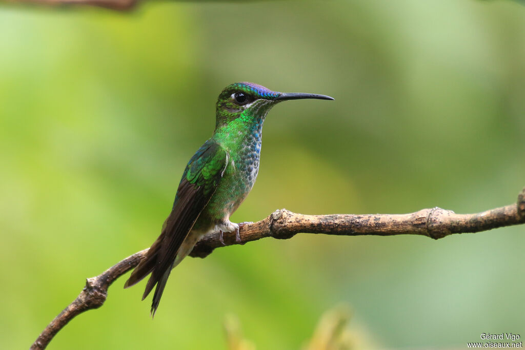 Violet-fronted Brilliant female adult