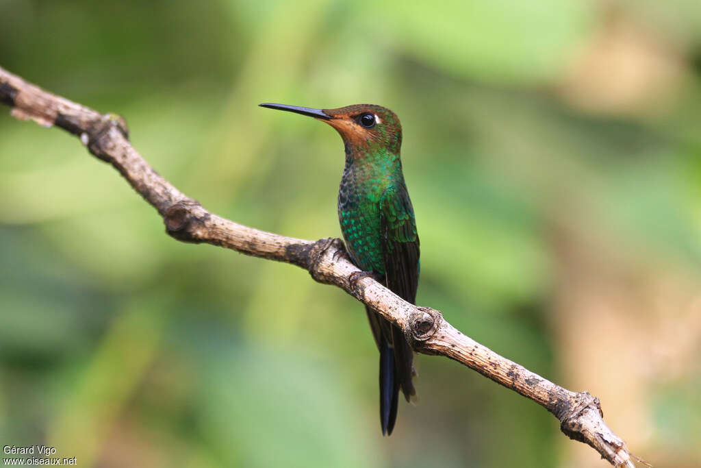 Violet-fronted Brilliant male juvenile, identification