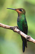 Violet-fronted Brilliant