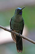 Violet-fronted Brilliant