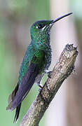 Green-crowned Brilliant