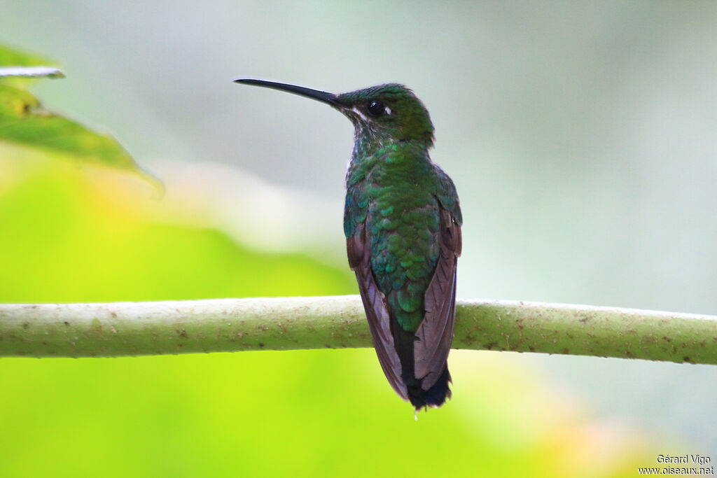 Green-crowned Brilliant female adult