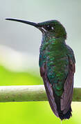 Green-crowned Brilliant