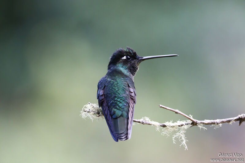 Green-crowned Brilliant male adult