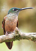 Fawn-breasted Brilliant