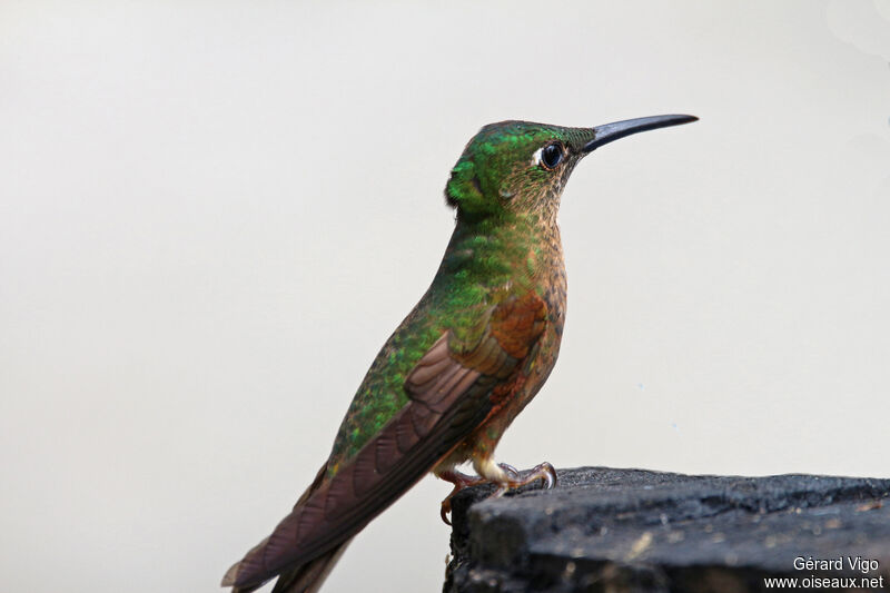Fawn-breasted Brilliantadult