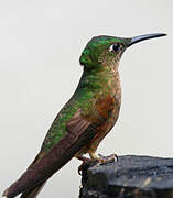 Fawn-breasted Brilliant