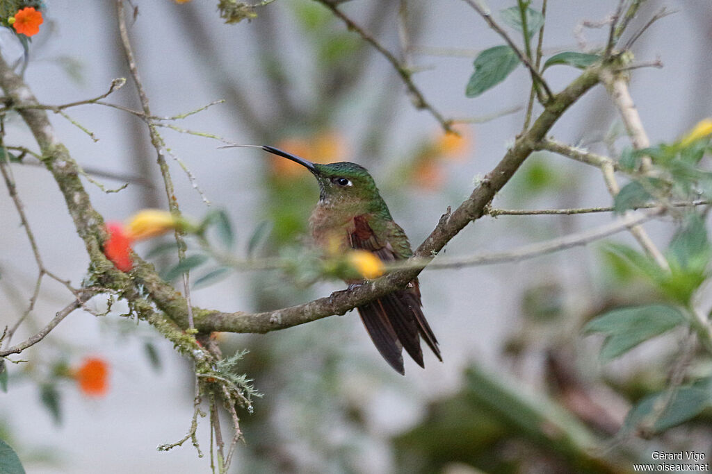 Fawn-breasted Brilliant female adult