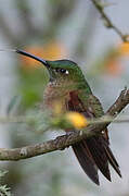 Fawn-breasted Brilliant