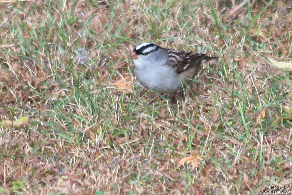 White-crowned Sparrowadult