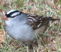 Bruant à couronne blanche