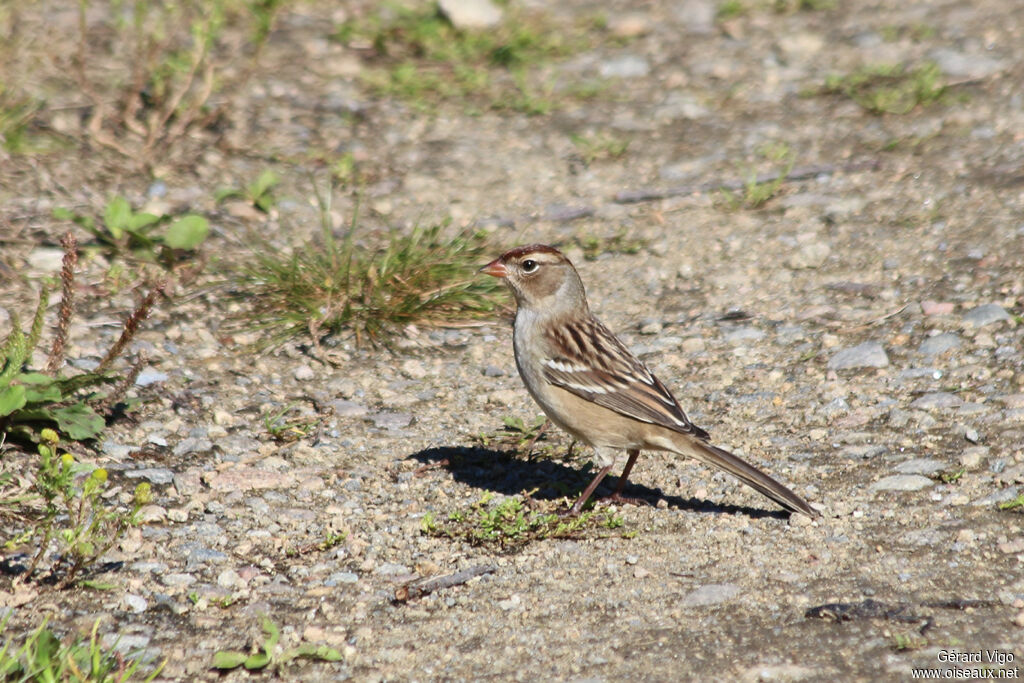 White-crowned Sparrowjuvenile