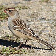 White-crowned Sparrow