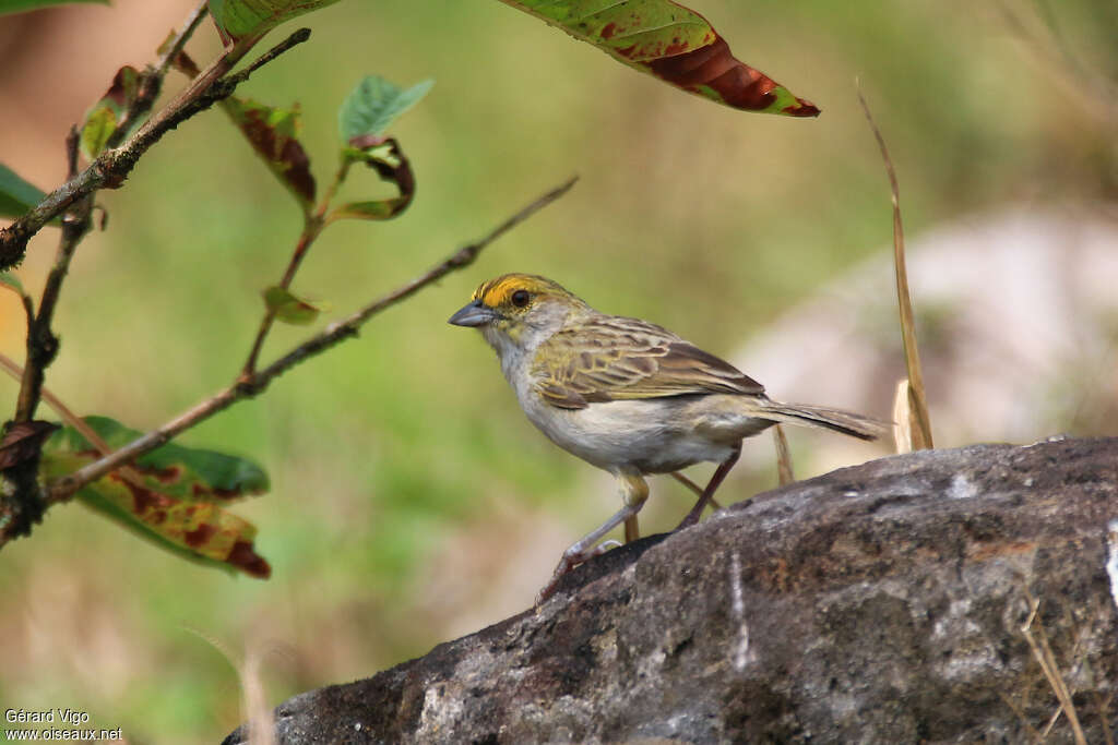 Yellow-browed Sparrowadult, identification