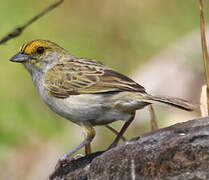 Yellow-browed Sparrow