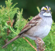 White-throated Sparrow