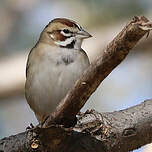 Bruant à joues marron