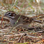 Bruant à joues marron
