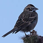 Bruant à joues marron