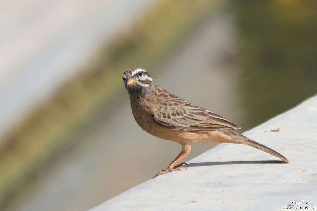 Cinnamon-breasted Bunting female adult