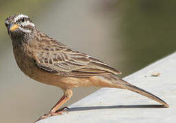 Cinnamon-breasted Bunting