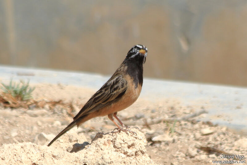Cinnamon-breasted Bunting male adult
