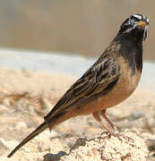 Cinnamon-breasted Bunting